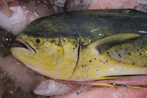 Fresh From Florida mahi-mahi caught by a local fisherman out of Ponce Inlet