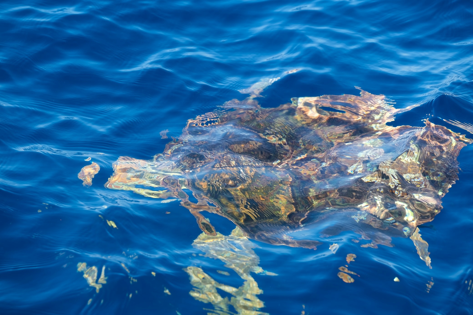 A beautiful sea turtle spotted out of Ponce Inlet, FL