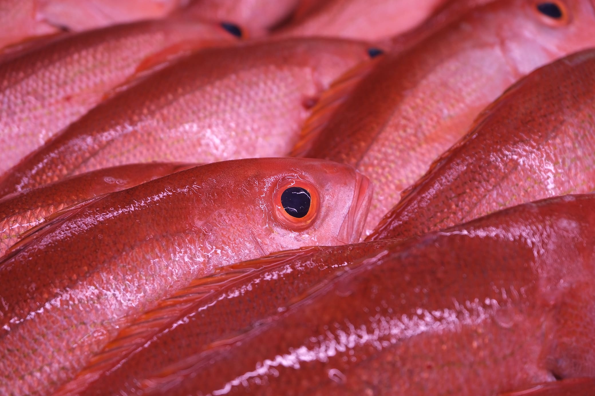 Fresh From Florida vermilion snapper caught off Jacksonville by a local fisherman